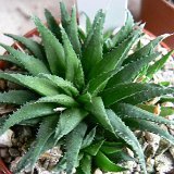 Haworthia floribunda